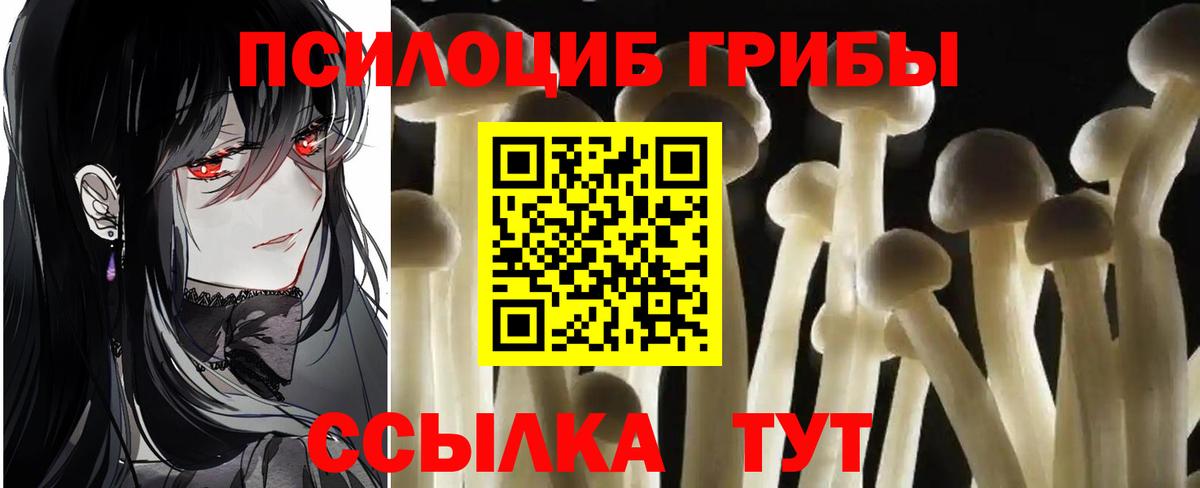 Галлюциногенные грибы Psilocybe Киреевск